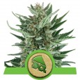Royal Cheese Auto - Royal Queen Seeds